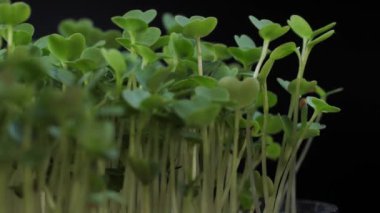 Beslenme için tohumların filizlenmesi. Sağlıklı bir diyet için tohumlu mikro yeşiller. Vejetaryen yiyecekler, organik ürünler.