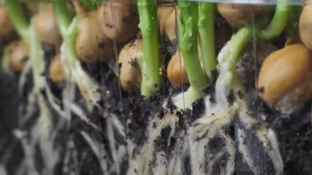 Germinação Ervilhas Verdes Mudas Micro Verdes Para Uma Dieta Saudável — Vídeo de Stock