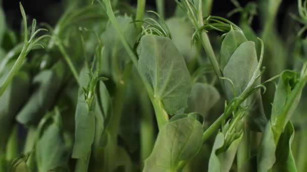 Kiełkowanie Groszku Zielonego Sadzonki Micro Zieloni Dla Zdrowej Diety Wegańskie — Wideo stockowe