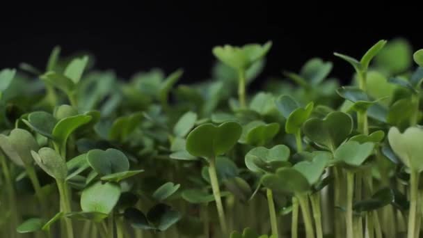 Germination Seeds Nutrition Seedlings Micro Greens Healthy Diet Vegan Food — Stock Video