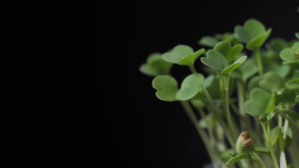 栄養のための種子の発芽 苗は健康的な食事のためのマイクログリーン ビーガンフード 黒を背景に有機製品 — ストック動画
