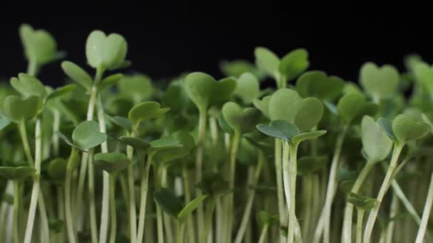 Groddar Frön För Näring Plantor Micro Greens För Hälsosam Kost — Stockvideo