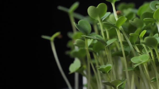 Klíčení Semen Pro Výživu Semena Micro Greens Pro Zdravou Stravu — Stock video
