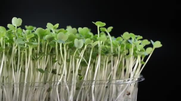 栄養のための種子の発芽 苗は健康的な食事のためのマイクログリーン ビーガンフード 黒を背景に有機製品 — ストック動画
