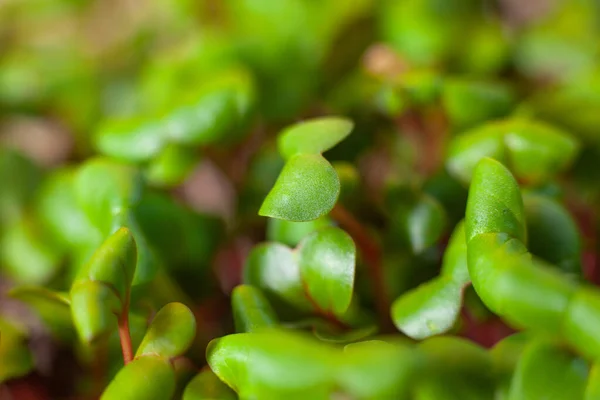 Germination of seeds for nutrition. Seedlings Micro Greens