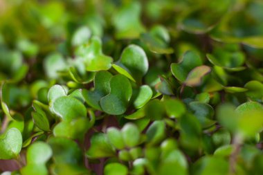 Beslenme için tohumların filizlenmesi. Tohumlar Mikro Yeşiller