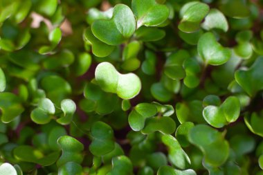 Beslenme için tohumların filizlenmesi. Tohumlar Mikro Yeşiller