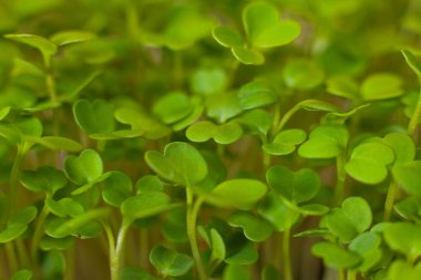 Beslenme için tohumların filizlenmesi. Tohumlar Mikro Yeşiller