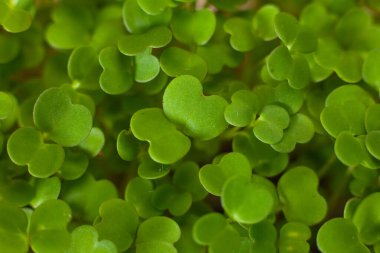 Beslenme için tohumların filizlenmesi. Tohumlar Mikro Yeşiller