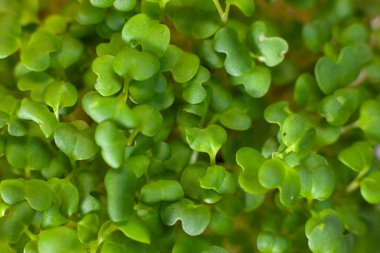 Beslenme için tohumların filizlenmesi. Tohumlar Mikro Yeşiller