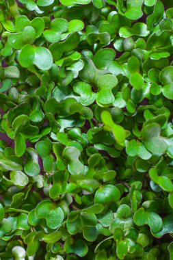 Beslenme için tohumların filizlenmesi. Tohumlar Mikro Yeşiller