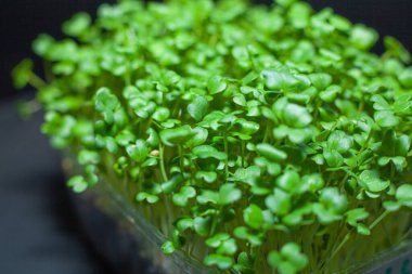 Beslenme için tohumların filizlenmesi. Tohumlar Mikro Yeşiller