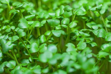 Beslenme için tohumların filizlenmesi. Tohumlar Mikro Yeşiller