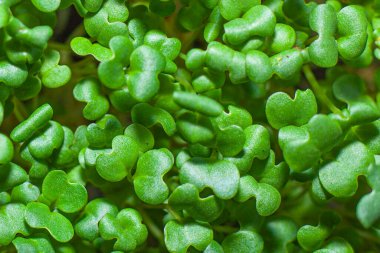 Beslenme için tohumların filizlenmesi. Tohumlar Mikro Yeşiller