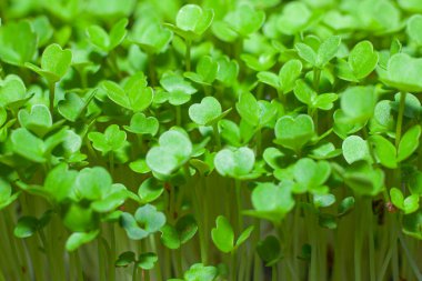 Beslenme için tohumların filizlenmesi. Tohumlar Mikro Yeşiller