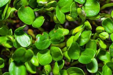 Beslenme için tohumların filizlenmesi. Tohumlar Mikro Yeşiller