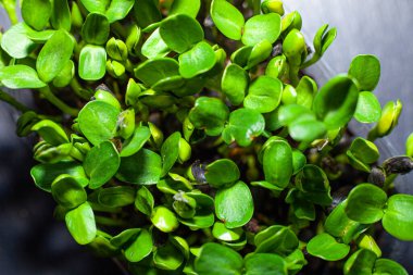 Beslenme için tohumların filizlenmesi. Tohumlar Mikro Yeşiller