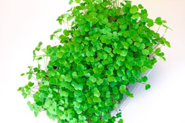 Beslenme için tohumların filizlenmesi. Tohumlar Mikro Yeşiller