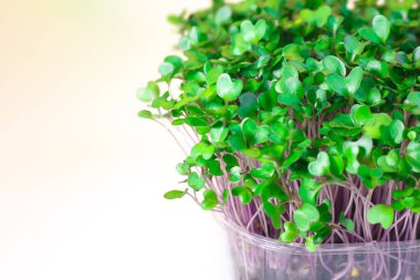 Beslenme için tohumların filizlenmesi. Tohumlar Mikro Yeşiller