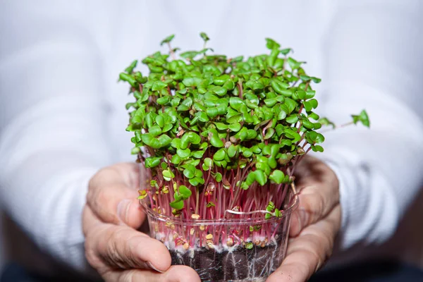 Germination of seeds for human consumption. Seedlings Micro greens. A man holds green sprouts in a box