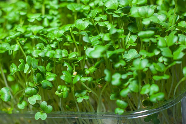 Beslenme için tohumların filizlenmesi. Tohumlar Mikro Yeşiller