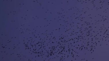 Kuşlar koyu mavi gökyüzünde uçar. Arka plan bulanık. Kuşların dramatik manzarası