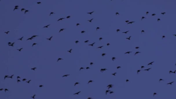 Pássaros Voam Céu Escuro Azul Antecedentes Turvos Vista Dramática Das — Vídeo de Stock
