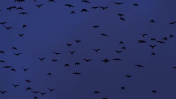 Burung burung di langit Stok Video, Burung burung di langit Rekaman Bebas  Royalti - Halaman 2 | Depositphotos®