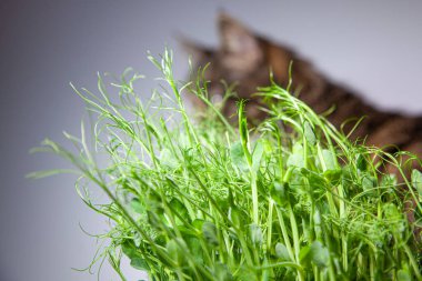 Çizgili kedi oturur ve yeşil fidelerde yer. Kedi yeşil ot yer.