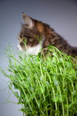 Çizgili kedi oturur ve yeşil fidelerde yer. Kedi yeşil ot yer.