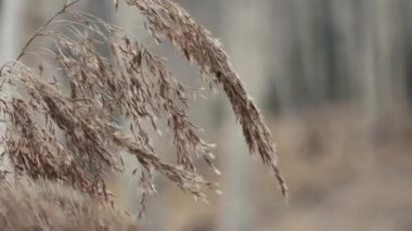 Kuru uzun baston çimenler rüzgarda hafifçe hareket eder