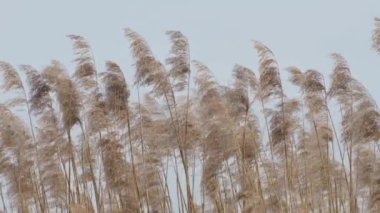 Kuru uzun baston çimenler rüzgarda hafifçe hareket eder