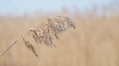Kuru uzun baston çimenler rüzgarda hafifçe hareket eder