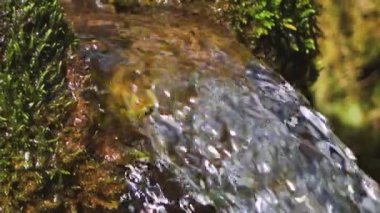 Kaynağın temiz suyu yalaktan akar. Orman suyu kaynağı. Rene yeşil yosun ile kaplandı.