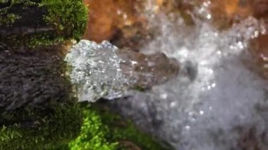 Kaynağın temiz suyu yalaktan akar. Orman suyu kaynağı. Rene yeşil yosun ile kaplandı.