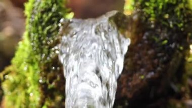 Kaynağın temiz suyu yalaktan akar. Orman suyu kaynağı. Rene yeşil yosun ile kaplandı.