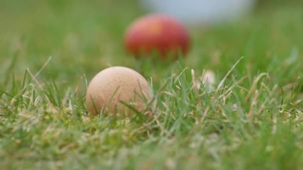 Yeşil Çimlerde Yuvarlanan Paskalya Yumurtaları Renkli Yumurtalarla Paskalya Oyunu — Stok video