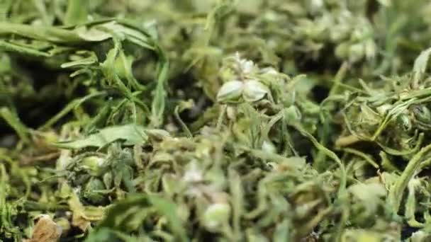 Brotes Hojas Marihuana Medicinal Producto Cáñamo Seco Hierba Medicinal Para — Vídeos de Stock