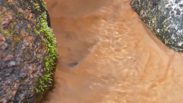 Genomskinligt Källvatten Rinner Genom Klippor Och Sand Skogsvattenkälla Rene Överväxt — Stockvideo