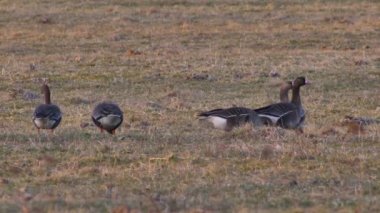 Greylag kaz ot ve böcek yer. (Anser anser)