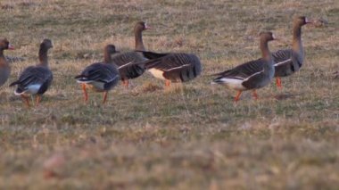 Greylag kaz ot ve böcek yer. (Anser anser)