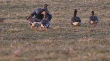 Greylag kaz ot ve böcek yer. (Anser anser)