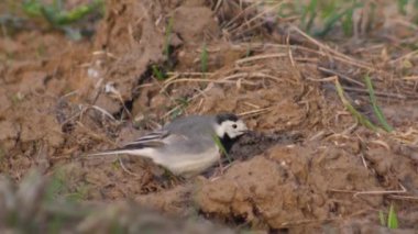 (Motacilla alba yerde böcek arayan at kuyruğu)