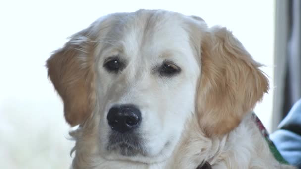 黄金の取得クローズアップ 犬の目に見られるうつ病 — ストック動画