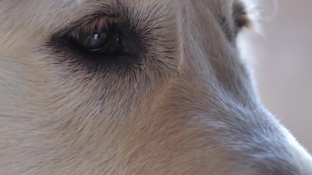 Golden Retriever Närbild Depression Ses Ögonen Hundar — Stockvideo