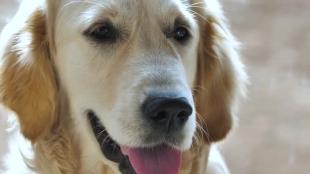 Golden Retriever Närbild Depression Ses Ögonen Hundar — Stockvideo