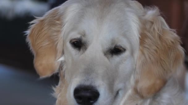 Golden Retriever Närbild Depression Ses Ögonen Hundar — Stockvideo