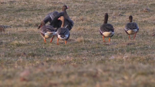 Graugans Frisst Gras Und Insekten Anser Anser — Stockvideo