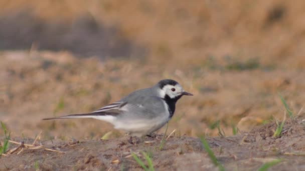 Скрытый Хвост Поисках Насекомых Земле Motacilla Alba — стоковое видео