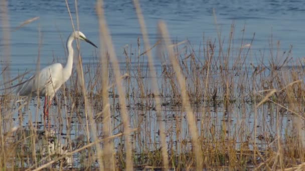 Μεγάλο Egret Κυνηγά Ψάρια Egretta Alba Προστατευόμενα Είδη Πτηνών — Αρχείο Βίντεο